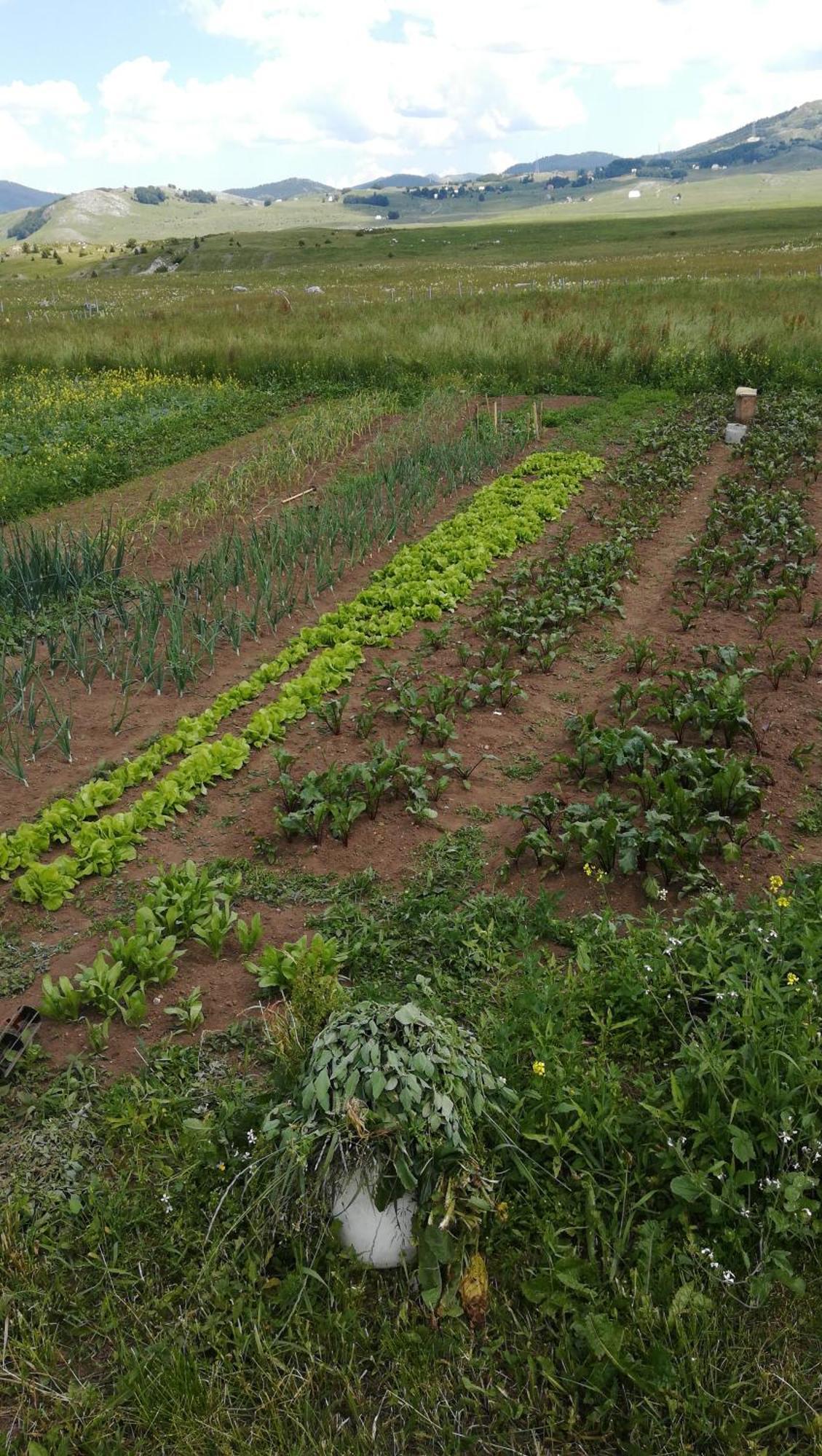 Готель Organic Family Farm Жабляк Номер фото